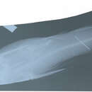 Image of Bressou sea catfish
