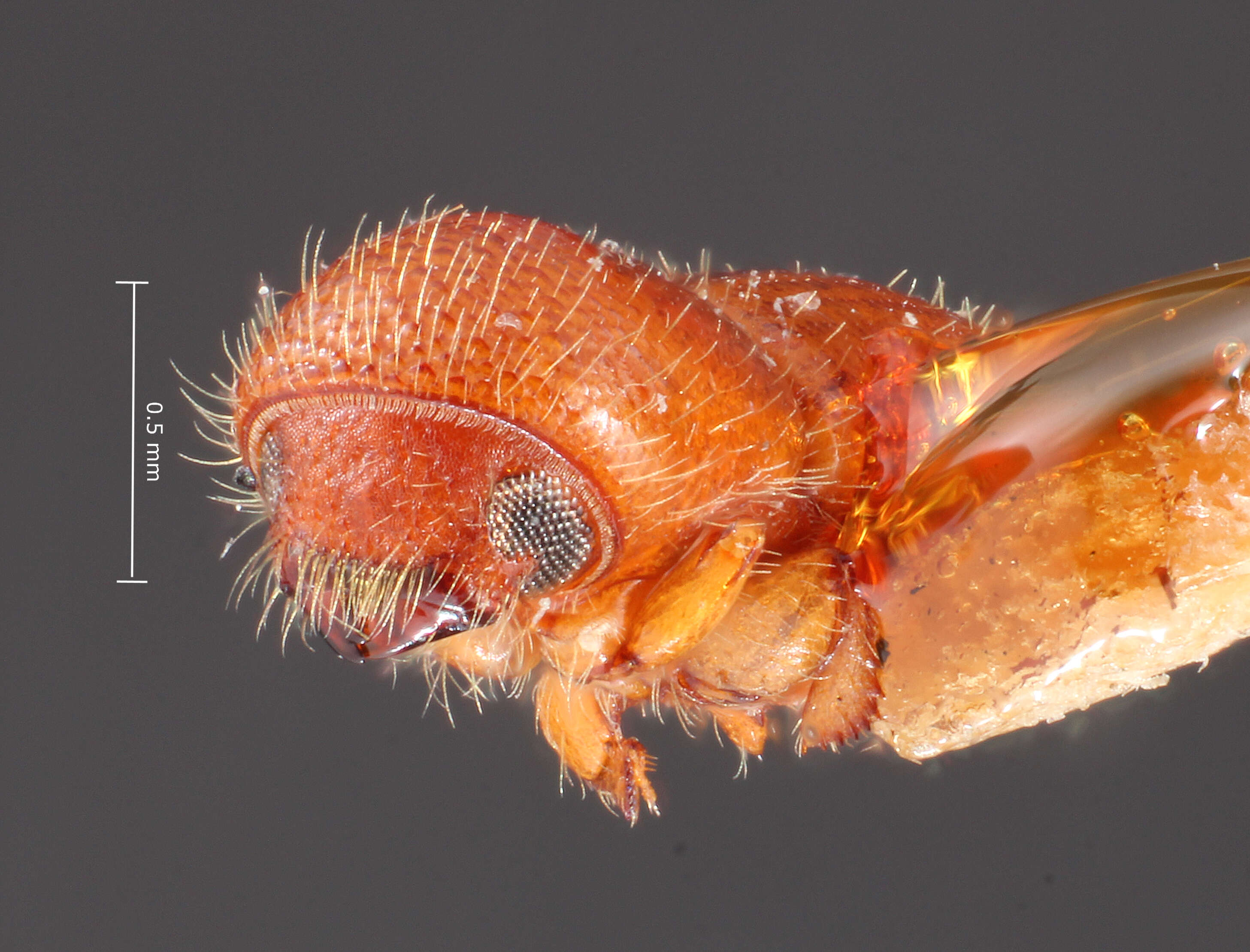 Image of Coptoborus emarginatus Hopkins 1915