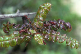 Image de Comocladia dodonaea (L.) Urban