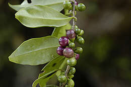 صورة Cestrum coelophlebium O. E. Schulz