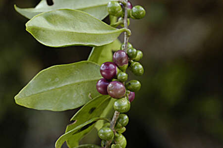 Image of Cestrum coelophlebium O. E. Schulz