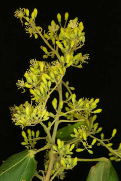 Image of Heliocarpus pallidus Rose