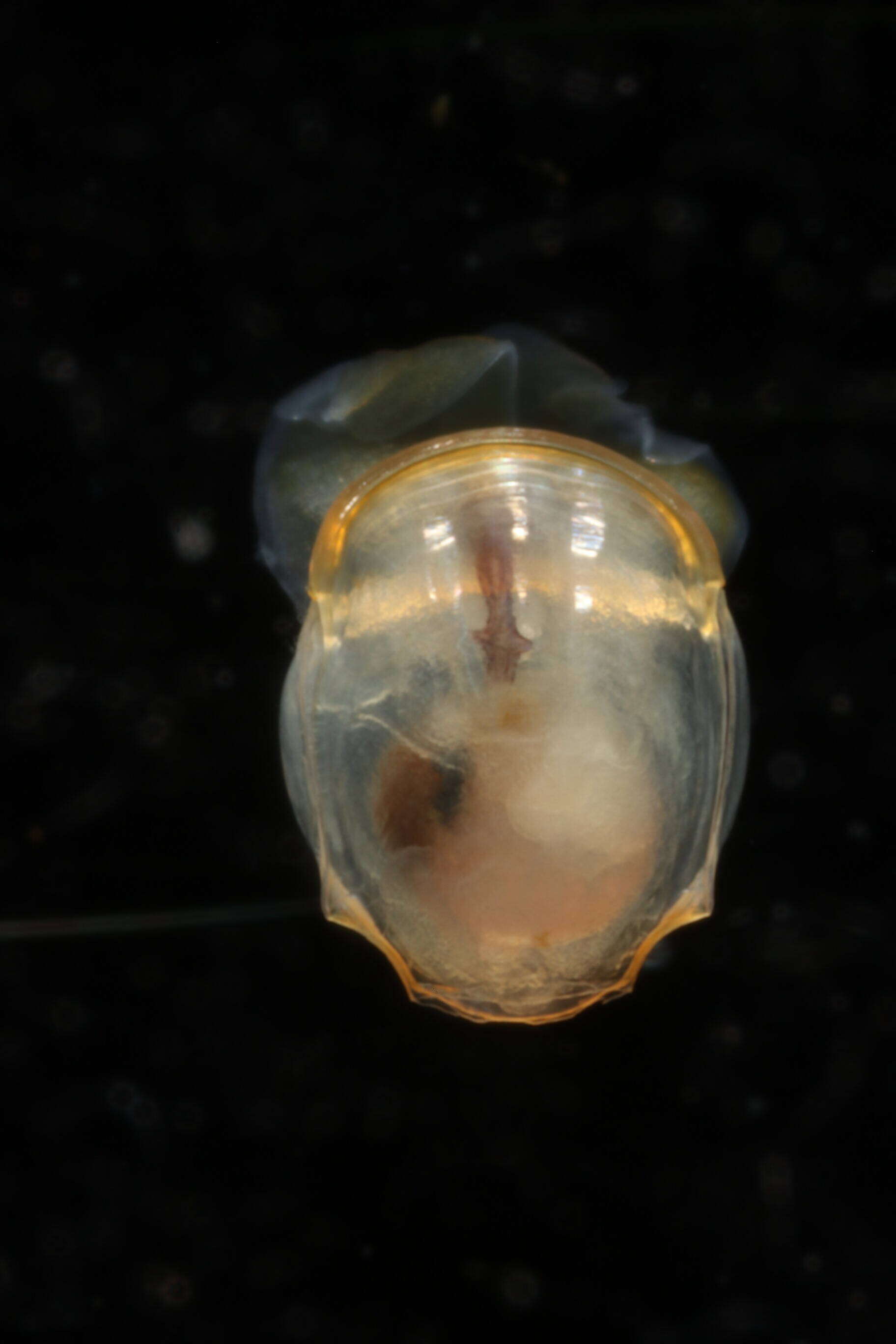 Image of Telodiacria Rampal 2019