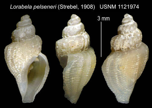 Image of Lorabela pelseneeri (Strebel 1908)