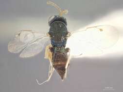 Image of Acaenacis agrili (Rohwer 1919)