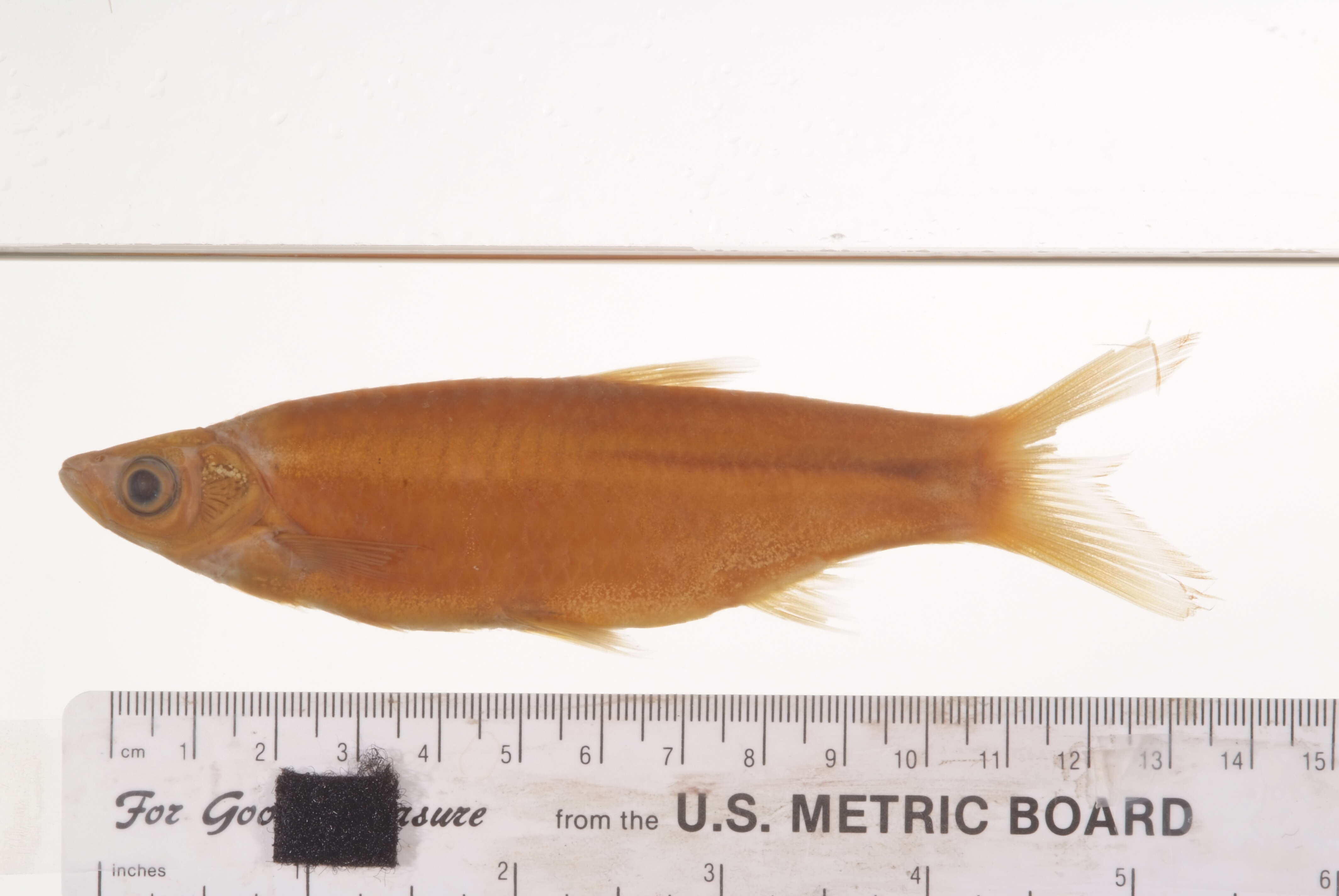 Слика од Rasbora aurotaenia Tirant 1885