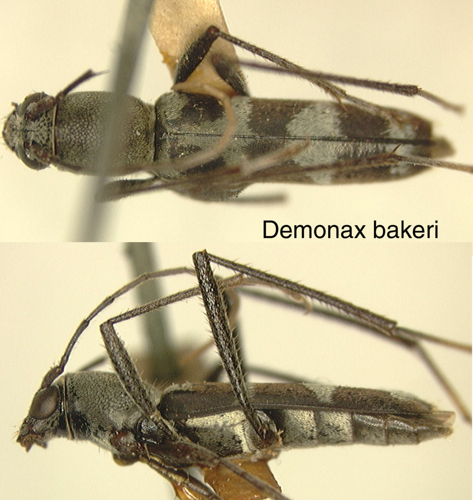 Image of Demonax bakeri Aurivillius 1922