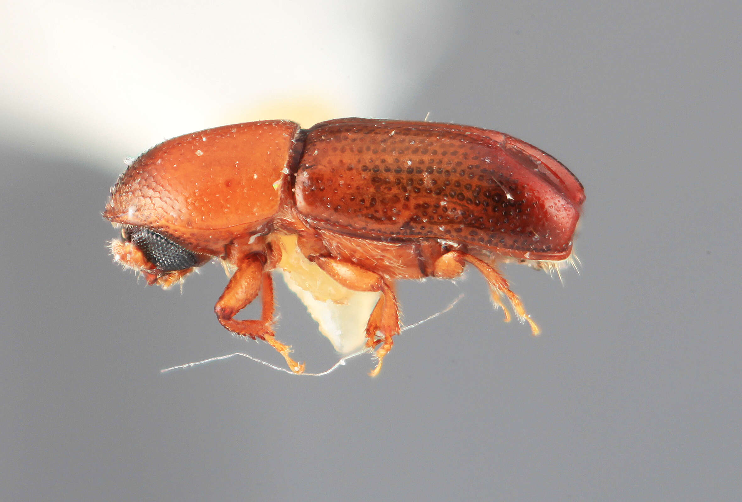 Image of Tricolus simplicis Wood 1974