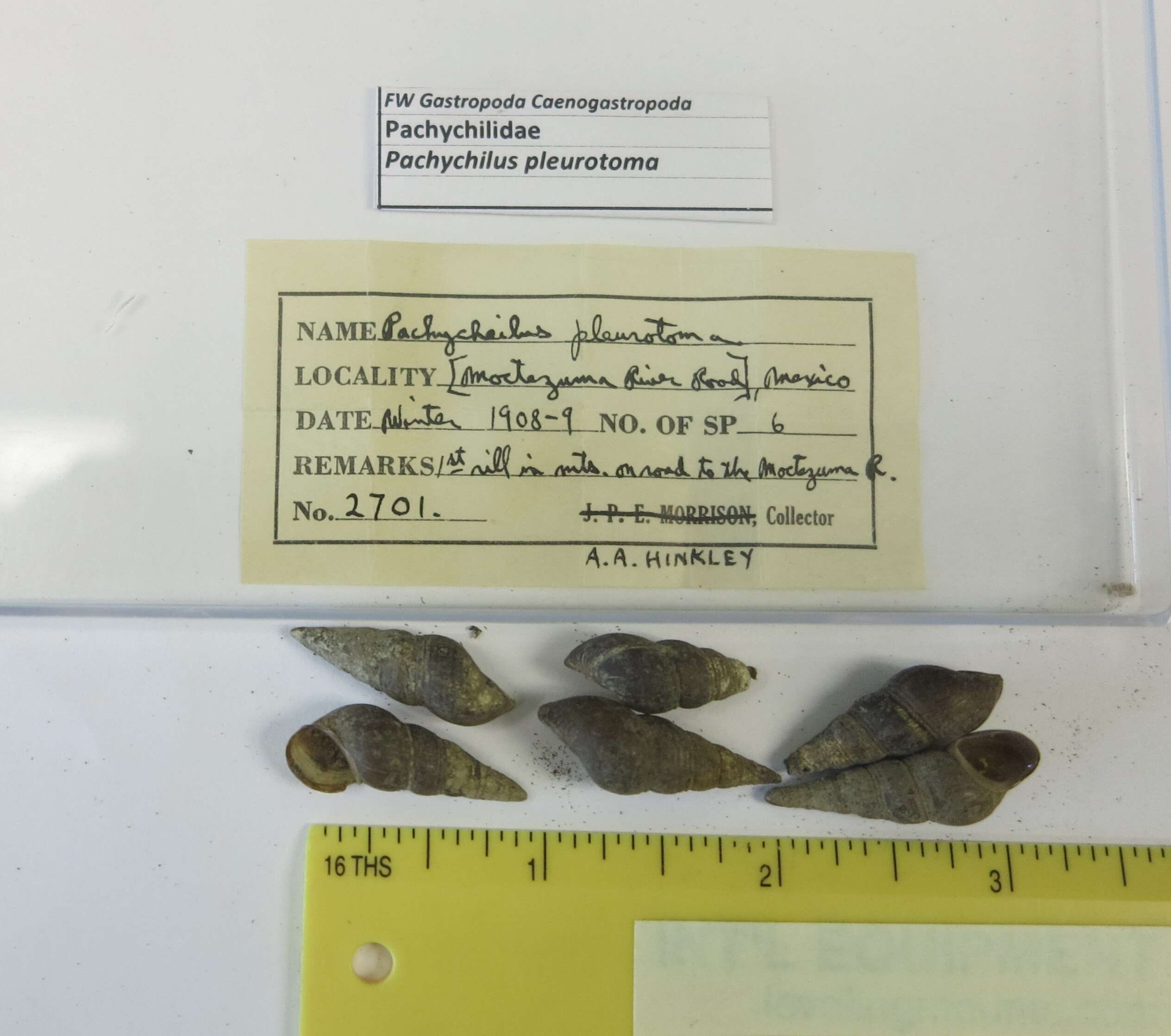 Image of Pachychilus pleurotoma Pilsbry & Hinkley 1910