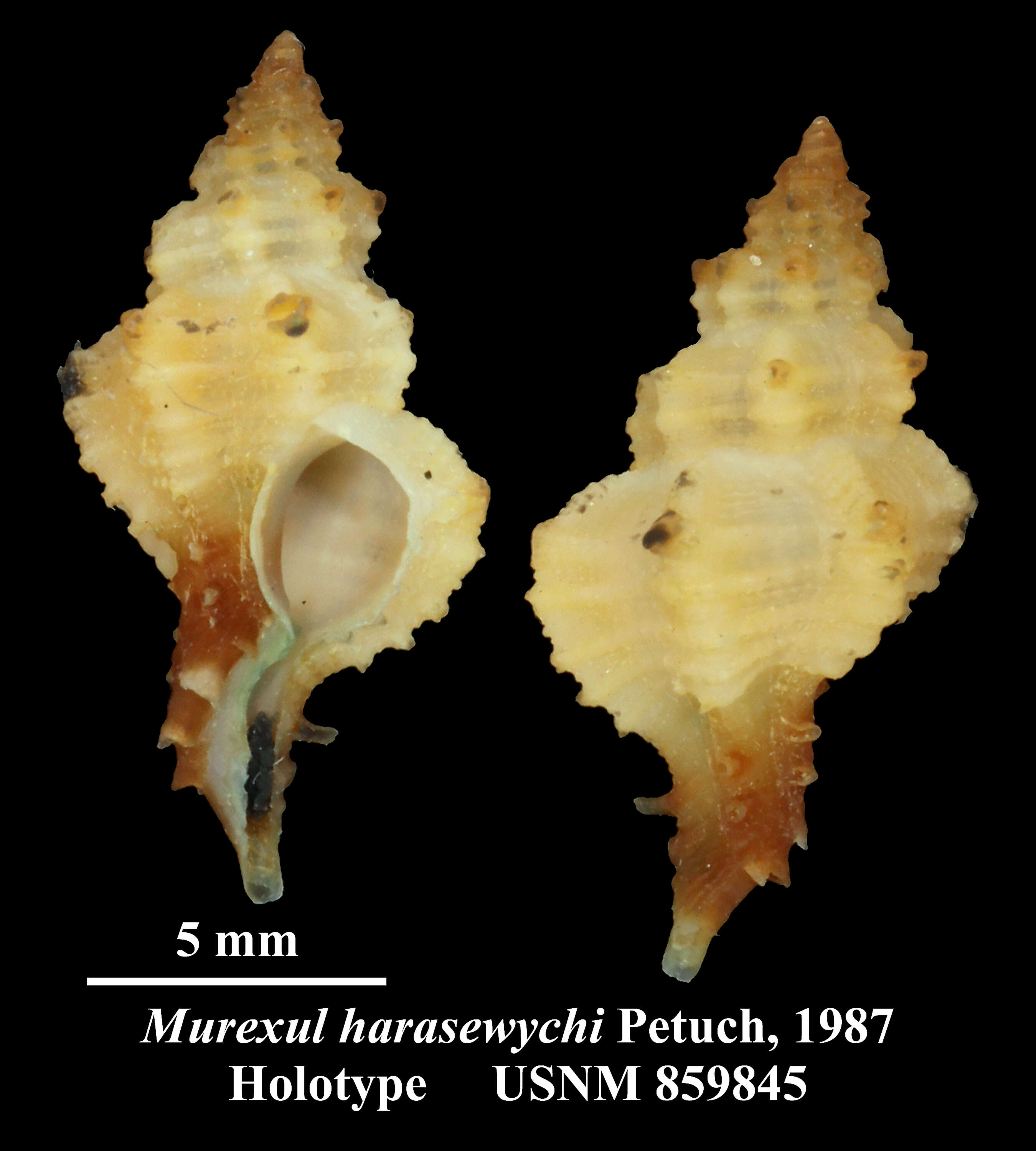 Murexsul harasewychi Petuch 1987 resmi