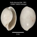 Image de Volvulella eburnea (A. Adams 1850)