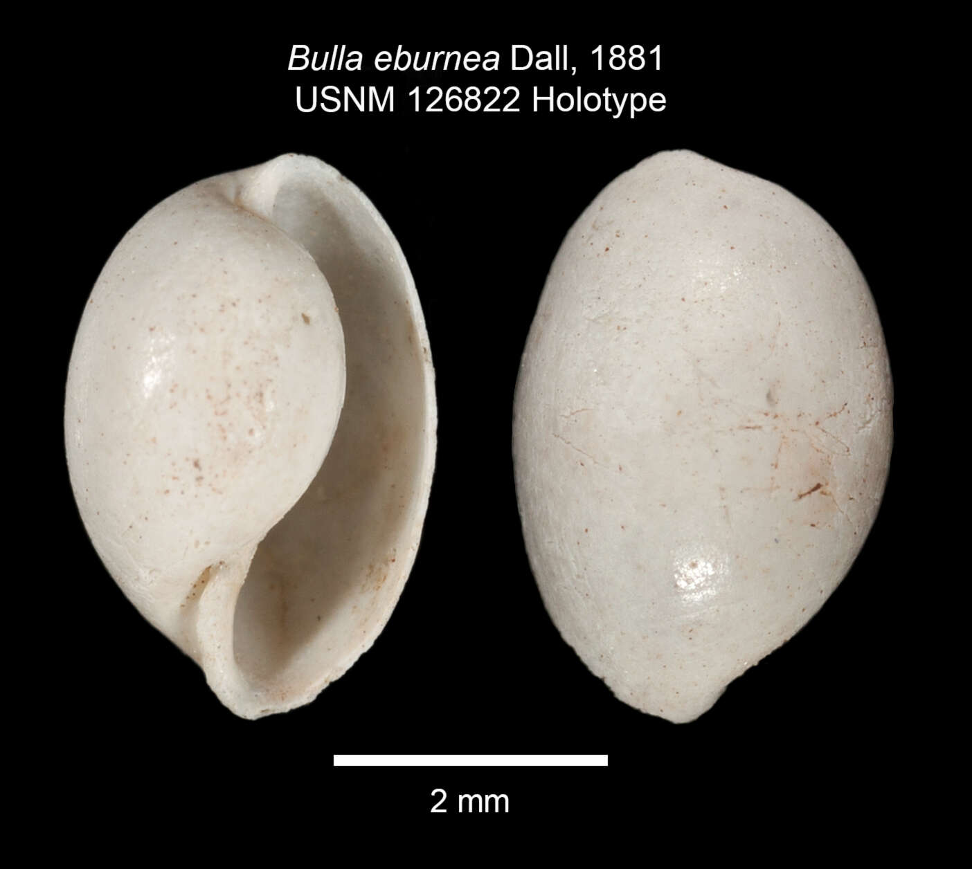 Image of Volvulella eburnea (A. Adams 1850)