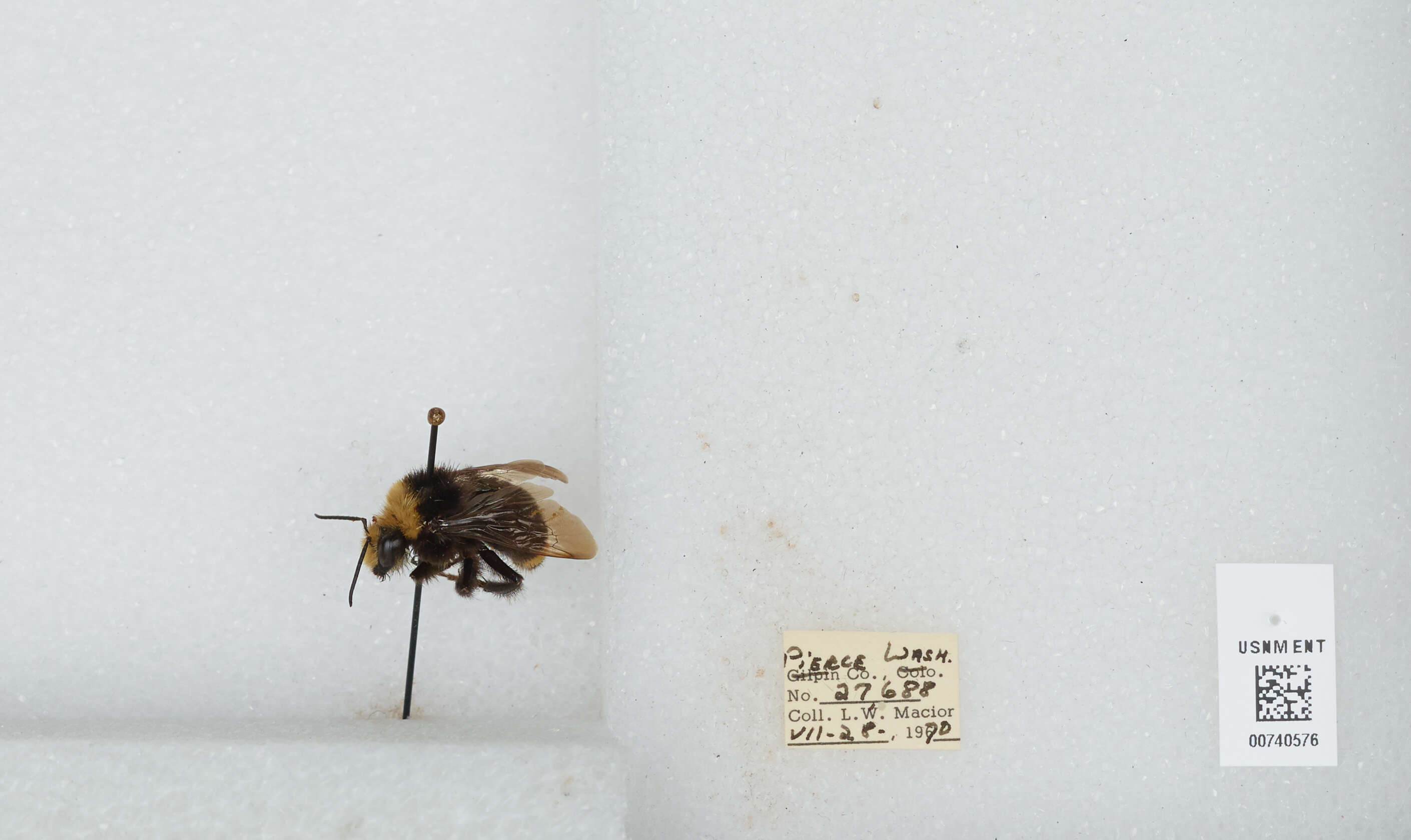 Image of Vosnesensky Bumble Bee