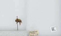 Image of Bombus vagans vagans Smith 1854