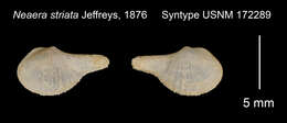 Image of Neaera striata Jeffreys 1876