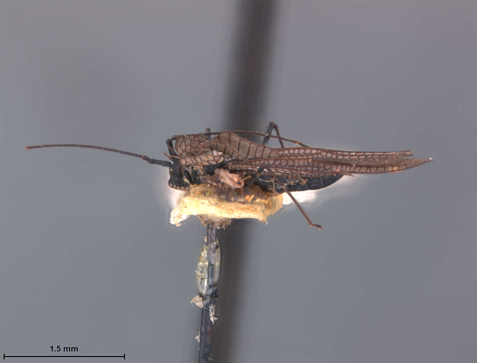 Image of Leptopharsa lenatis Drake 1930