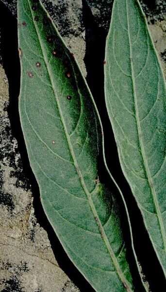 Oenothera macrocarpa subsp. macrocarpa resmi