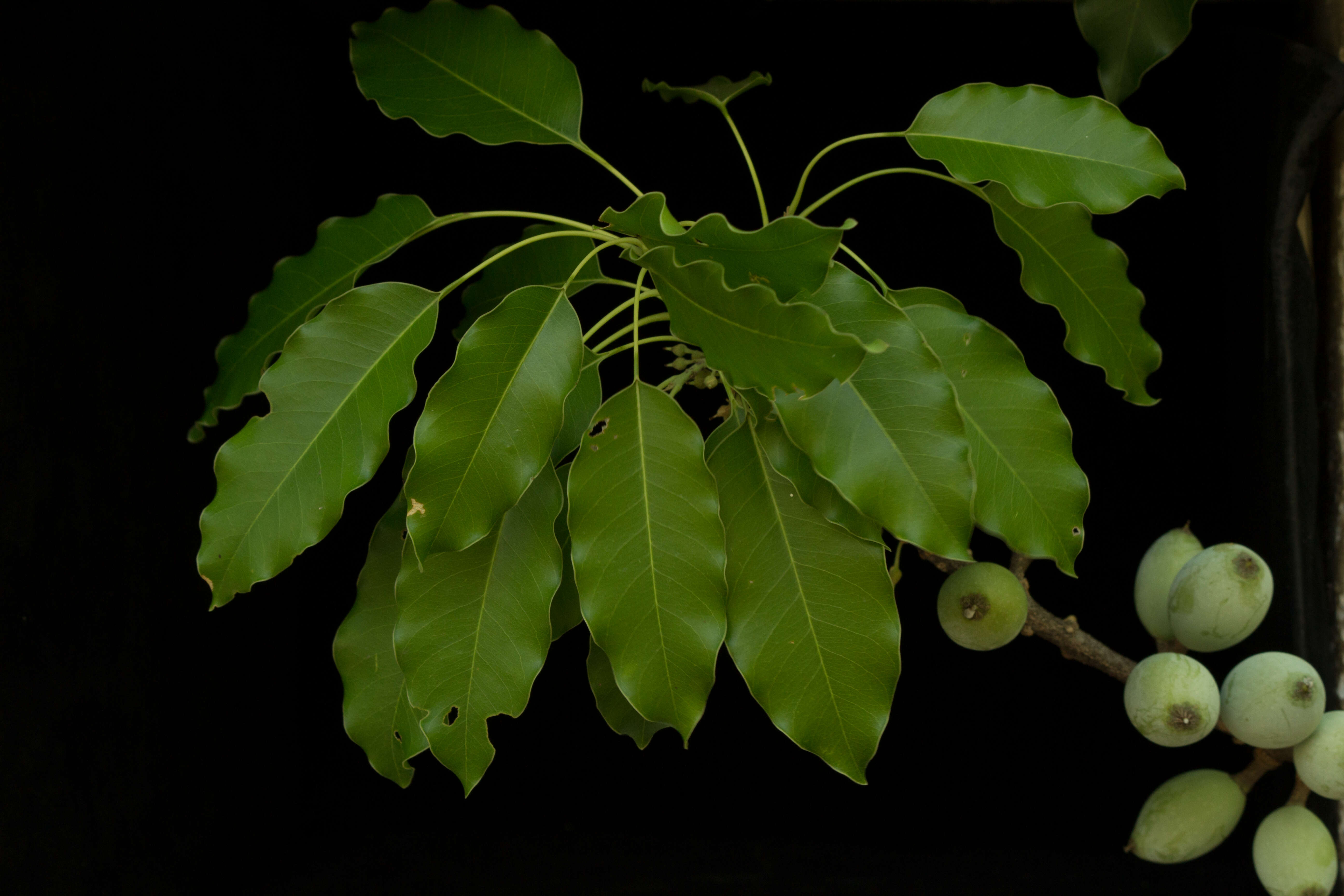 Image of Sideroxylon capiri (A. DC.) Pittier