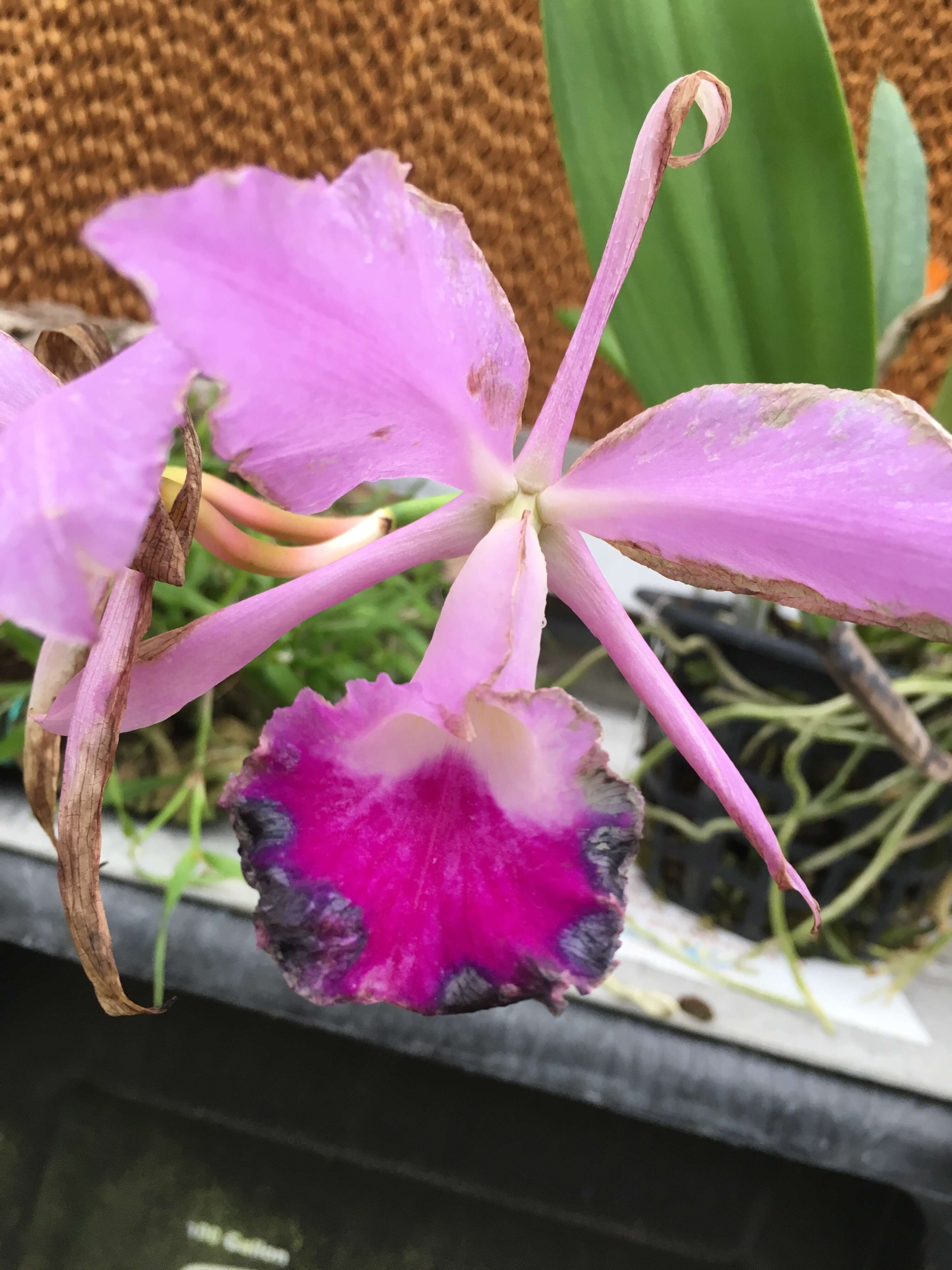 Image of Warner's Cattleya