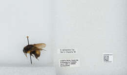 Image of Bombus ephippiatus Say 1837