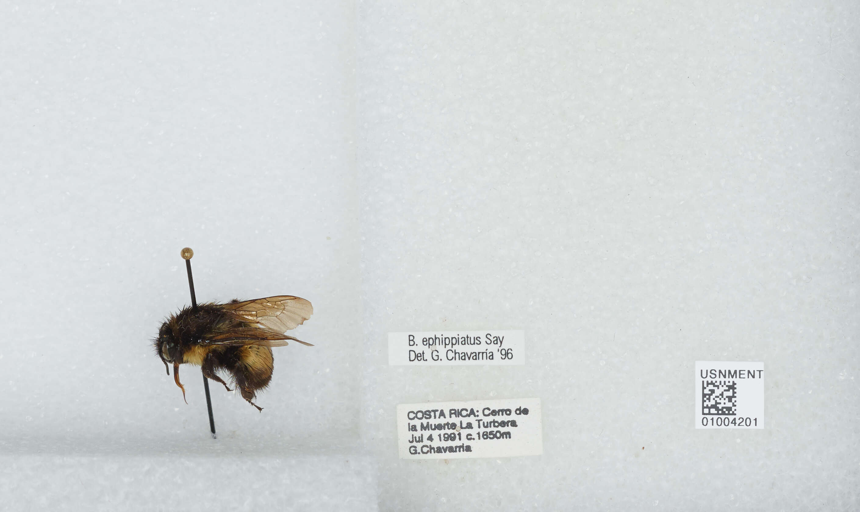 Image of Bombus ephippiatus Say 1837