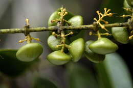 Plancia ëd Strychnos guianensis (Aubl.) Mart.