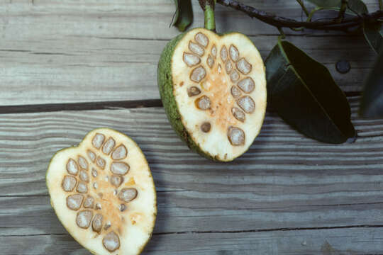 Слика од Annona glabra L.