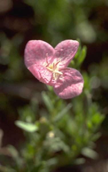 Plancia ëd Oenothera canescens Torr.