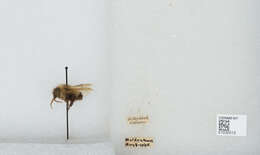 Image of Bombus vagans vagans Smith 1854