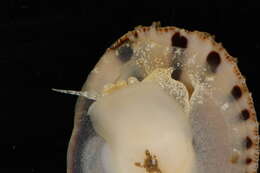 Image of Spiny cup and saucer shell