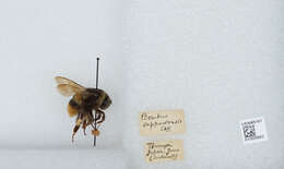 Image of Bombus hypocrita Pérez 1905