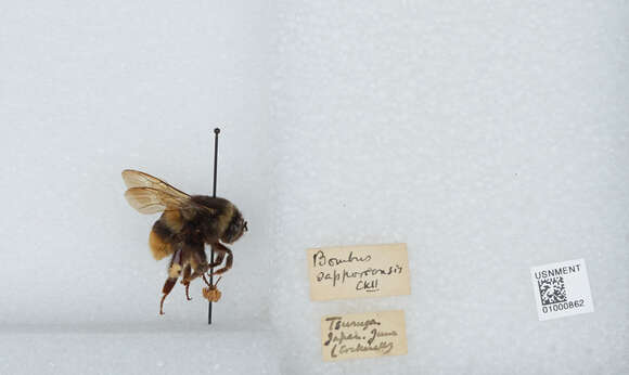 Image of Bombus hypocrita Pérez 1905