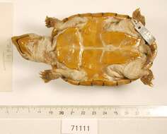 Image of Loggerhead Musk Turtle