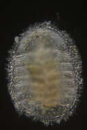Image of Ischnochitonidae