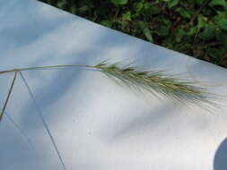 Imagem de Elymus macgregorii R. E. Brooks & J. J. N. Campb.