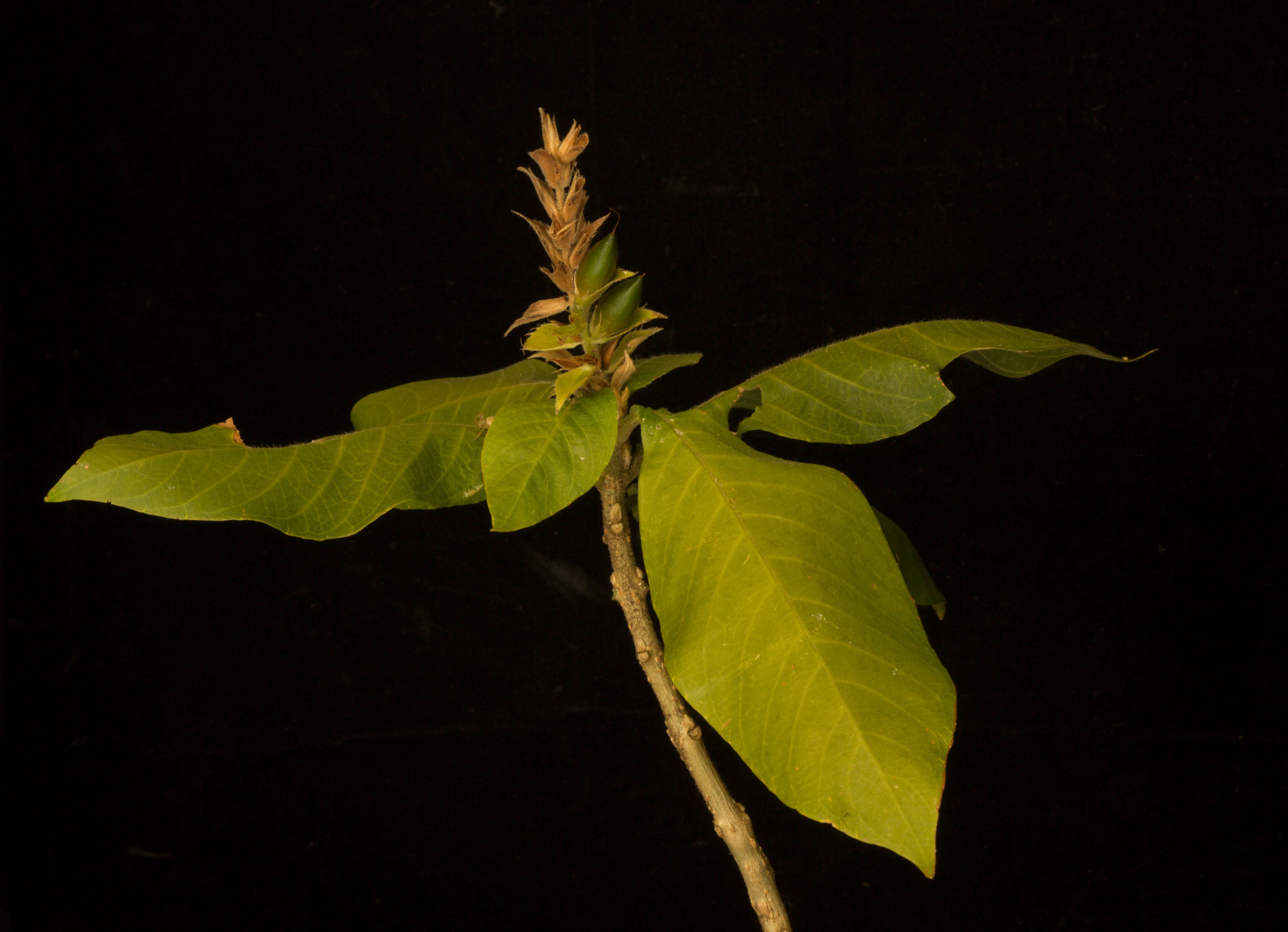 Image of Aphelandra scabra (Vahl) Sm.