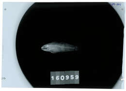 صورة Amblygobius phalaena (Valenciennes 1837)