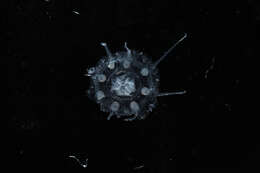 Image of crown jellyfish