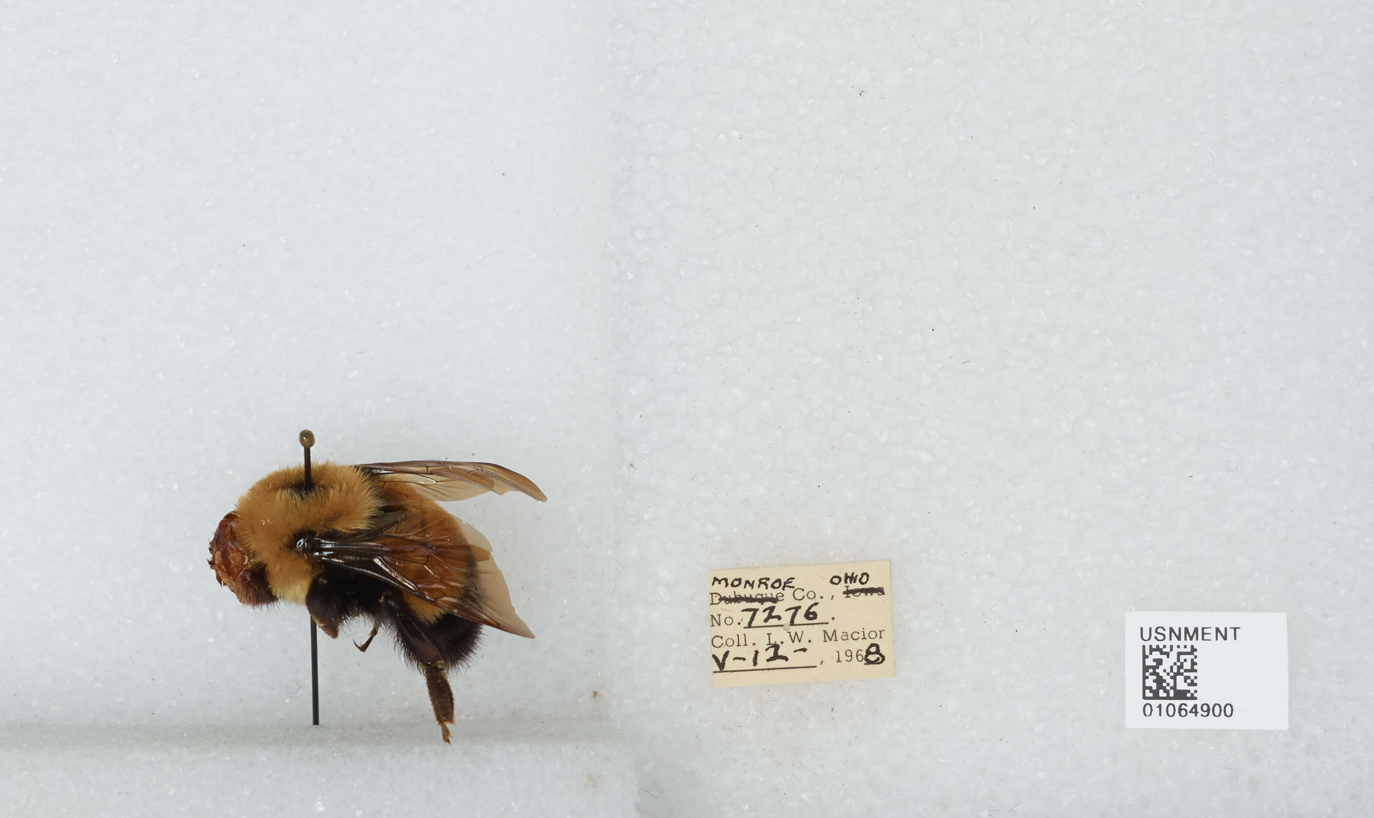 Слика од Bombus affinis Cresson 1864