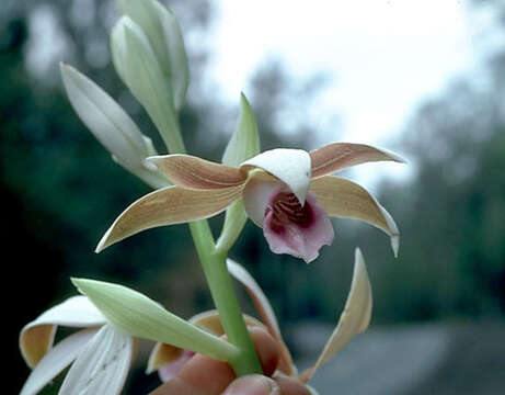 Imagem de <i>Phaius tankervilliae</i>