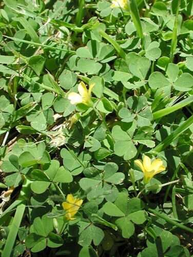 Image of creeping woodsorrel