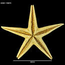 Image of Psilaster acuminatus Sladen 1889