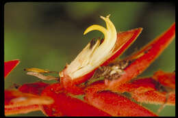 Image of Heliconia peteriana Abalo & G. Morales