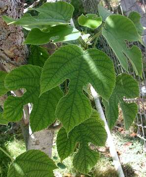 Image of paper mulberry