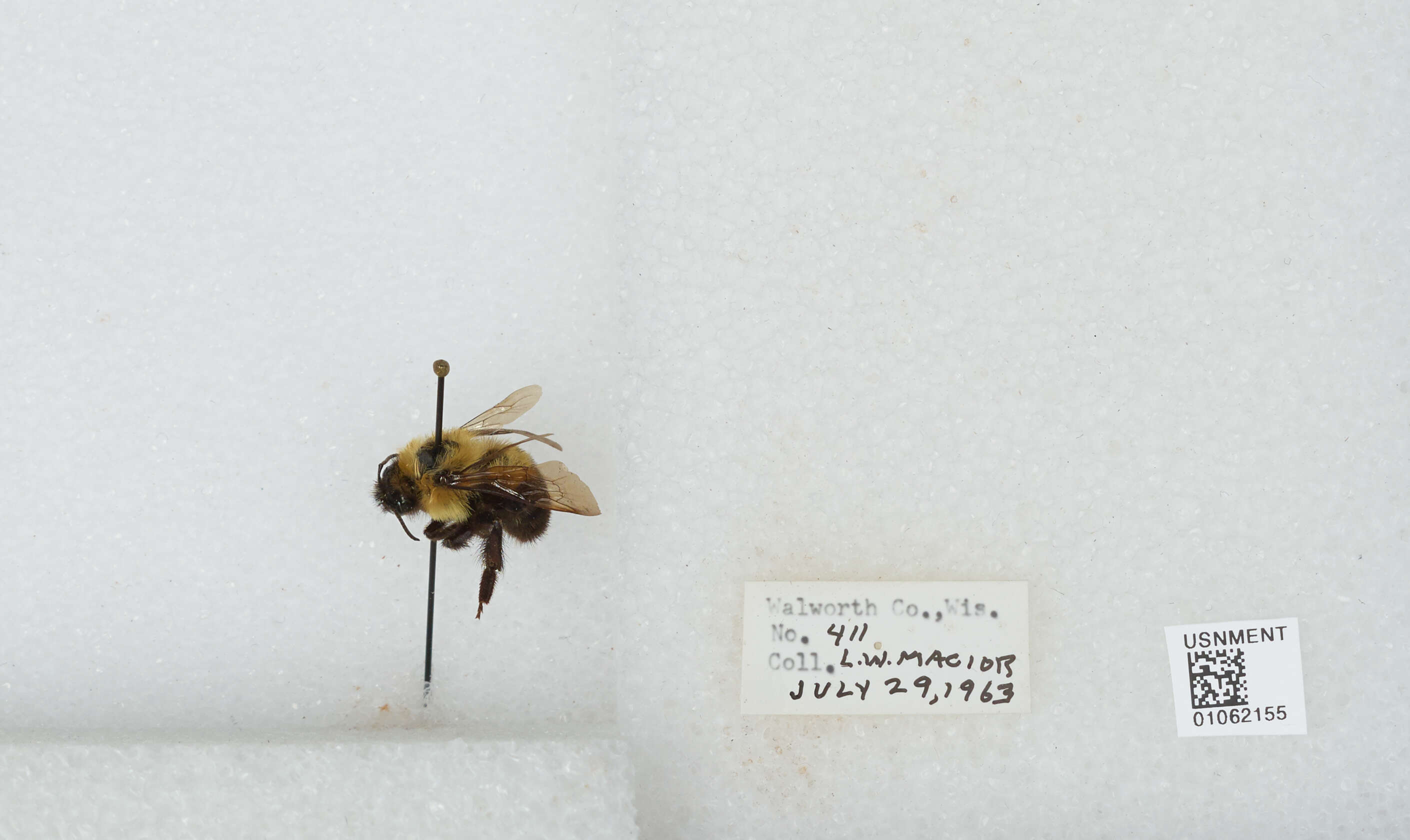 Image of Two-spotted Bumblebee