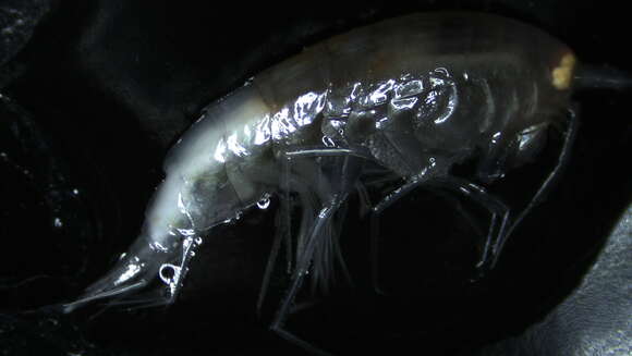 Image of Amphipoda