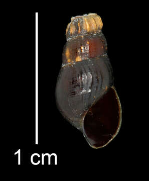 Image of Juga plicifera (I. Lea 1838)