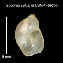 Image of <i>Succinea calcarea</i> Gassies 1874