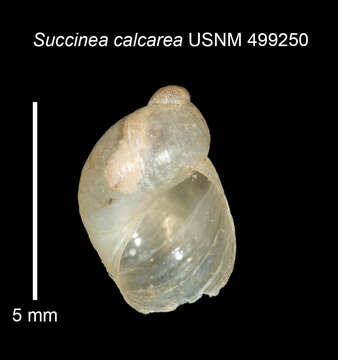 Image of <i>Succinea calcarea</i> Gassies 1874