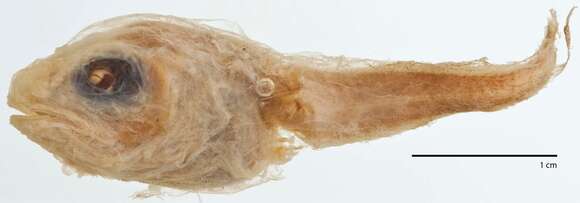 Image of Microdisk snailfish